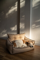 Adorable relaxed elderly dog Jack Russell terrier sleeping on the sofa in the sunbeam in Livingroom...