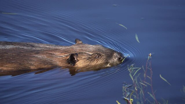 Close up of a beaver as it swims through a pond in the Wyoming wilderness.