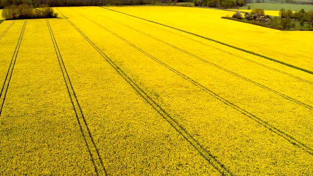 Vibrant Yellow Blossoms in Agricultural Landscape