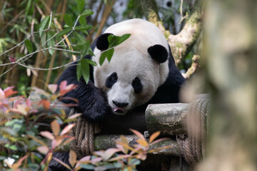Close up Giant Panda in Chengdu Panda Base, China