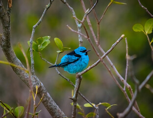Blue Bird