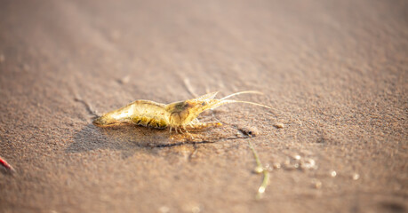 Live shrimp on the shore. The shrimp lies on the sand by the sea.