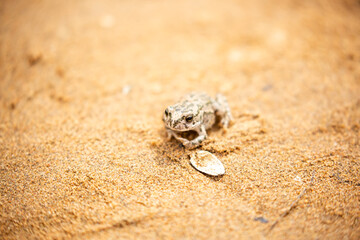 The frog sits on the sand on the shore of the lake. Beautiful wildlife landscape with place for text. The concept of protecting wildlife and ecology.