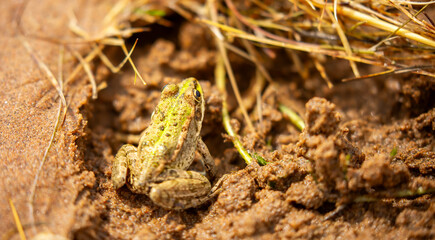 The frog sits on algae in the pond. Beautiful wildlife landscape with place for text. The concept of protecting wildlife and ecology.