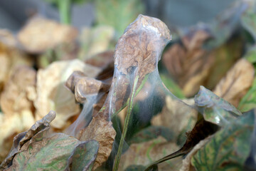 Red spider mite (Tetranychus urticae) pest infestation on leaves of sugar beet.