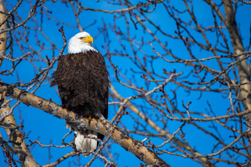 Pygargue à tête blanche, bald eagle, symbole des USA