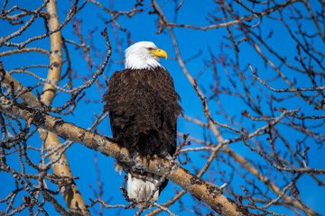 Pygargue à tête blanche, bald eagle, symbole des USA