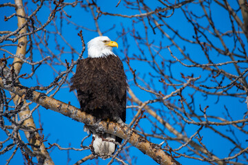 Pygargue à tête blanche, bald eagle, symbole des USA
