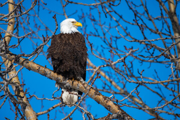 Pygargue à tête blanche, bald eagle, symbole des USA