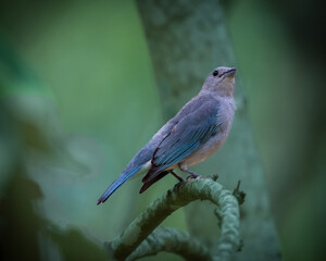 blue bird on a branch