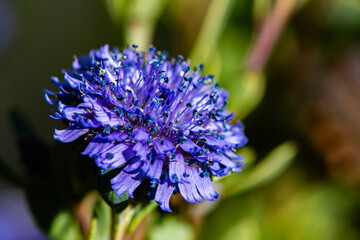 Fleur bleue, ouverte, macro