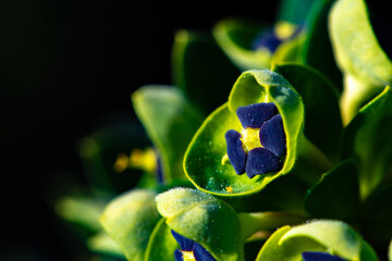 Fleur jaune bleue et verte, ouverte, macro - obrazy, fototapety, plakaty