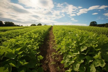 Fototapeta na wymiar Picture of a soy field in a rural area. Generative AI