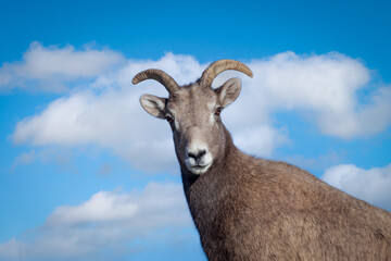 Bighorn sheep ewe with blue cloudy sky