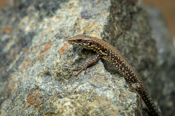 European Wall Lizard on a Rock