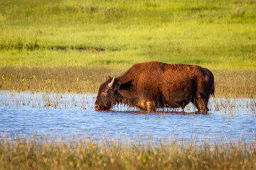 young Bison wading in a pond