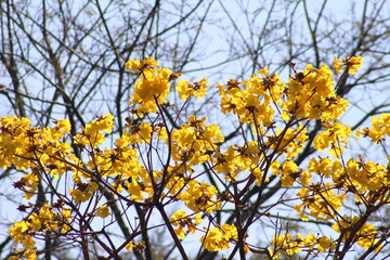 branches against blue sky. branches of a tree. yellow plants against sky.