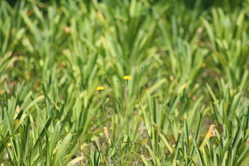 grass with yellow flowers. grass and yellow flowers. flowers in the garden.