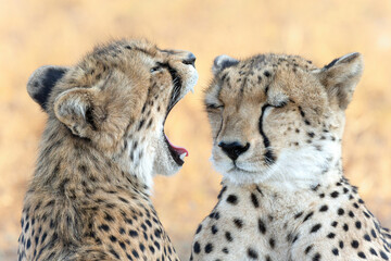 Portrait of a cheetah mother and cub in Mashatu Game Reserve in the Tuli Block in Botswana     