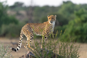 Young Cheetah (Acinonyx jubatus) walking and searching for prey in the late afternoon in Mashatu Game Reserve in the Tuli Block in Botswana                     