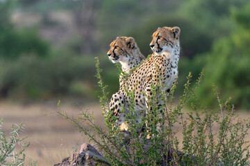 Young Cheetah (Acinonyx jubatus) walking and searching for prey in the late afternoon in Mashatu...