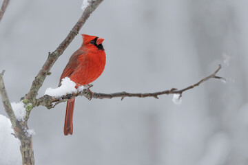 Red male cardinal perched on a limb in snow