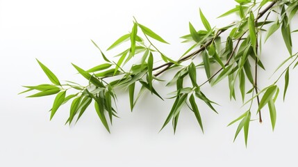 Fototapeta premium Nature's Beauty: Lush, vibrant bamboo showcasing its organic splendor on a clean white backdrop