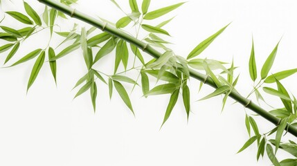 Obraz premium Nature's Beauty: Lush, vibrant bamboo showcasing its organic splendor on a clean white backdrop