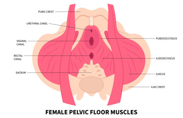 Pelvic floor muscles weakness anatomy and reproductive system the training for constipation - obrazy, fototapety, plakaty