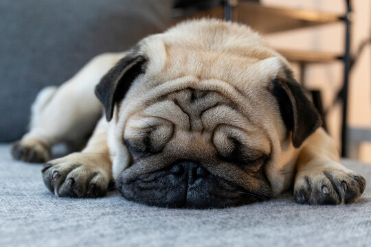 A young beige pug sleeping on the floor. Film-style photo with fine grain