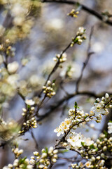 Obraz premium The fruits blossom in spring. 