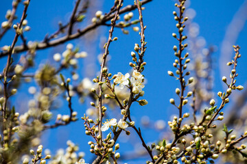 The fruits blossom in spring. 