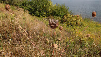 Autumn seeds of Wild Carrot species of Daucus