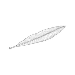 Leaf Sketch Vector Illustration Design