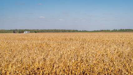 corn field ready for harvest in the valley of Missouri River near Peru, Nebraska