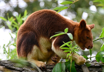 Obraz premium A goodfellow's tree-kangaroo walking on a trunk to eat leaves