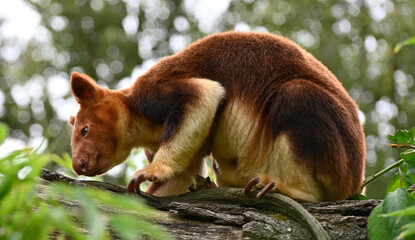 A goodfellow tree kangaroo  eating  in a rainforest