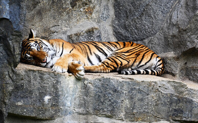 a bengal tiger rests in a rock cave