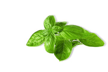 fresh green basil leaves herb spice, cutout design element with transparent shadow on PNG...
