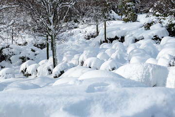 snow covered trees