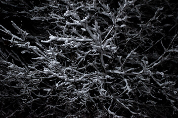 snowy branches in the dark