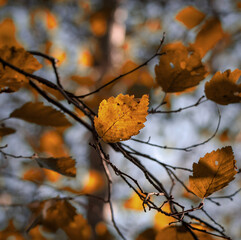 autumn leaves