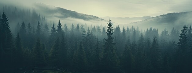 a fog-draped fir forest, evoking a sense of nostalgia and mystery.