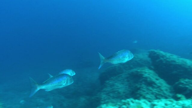 Dentex dentex fish swimming in blue sea water