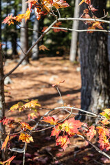 Autumn leaves on the ground