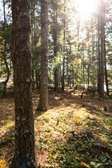 Autumn in the forest