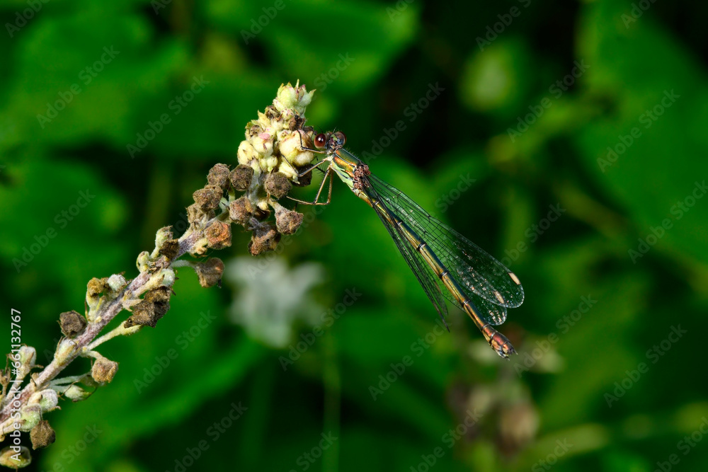 Wall mural Willow emerald damselfly // Gemeine Weidenjungfer (Chalcolestes viridis)