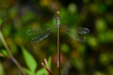 Gemeine Weidenjungfer // Willow emerald damselfly (Chalcolestes viridis)