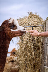 Farm petting zoo llamas and alpacas cute eating hay outdoors