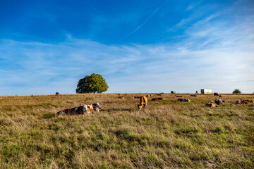 Kühe liegen und grasen auf der Weide